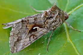 Attēlu rezultāti vaicājumam “Autographa gamma”