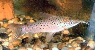 Attēlu rezultāti vaicājumam “Dianema nivale macro”