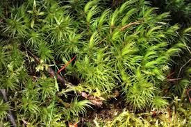 Attēlu rezultāti vaicājumam “Dicranum montanum sporophyte”