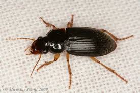 Attēlu rezultāti vaicājumam “Pseudoophonus rufipes”