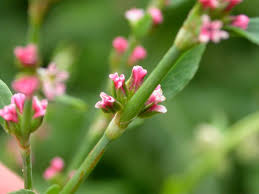 Attēlu rezultāti vaicājumam “Polygonaceae”