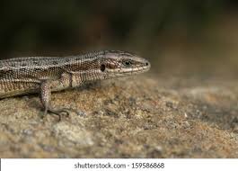 Attēlu rezultāti vaicājumam “Lacerta vivipara juvenile”