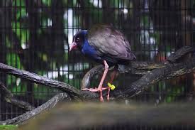 Image result for Porphyrio alleni