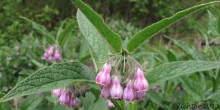 Attēlu rezultāti vaicājumam “Symphytum officinale”