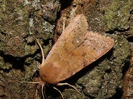 Attēlu rezultāti vaicājumam “Agrochola helvola”