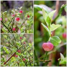 Attēlu rezultāti vaicājumam “Vaccinium myrtillus flower”