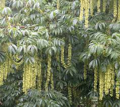 Attēlu rezultāti vaicājumam “Pterocarya fraxinifolia male flower”