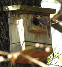 Attēlu rezultāti vaicājumam “Sitta europaea nest”