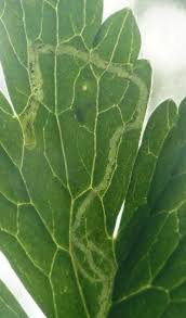 Attēlu rezultāti vaicājumam “Phytomyza ranunculi”