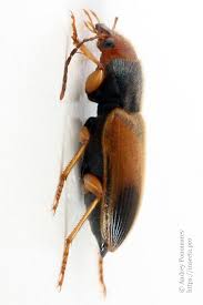 Attēlu rezultāti vaicājumam “Diachromus germanus”