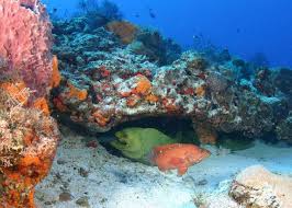 Image result for Cephalopholis cruentata