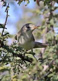 Image result for Hippolais olivetorum