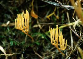Attēlu rezultāti vaicājumam “Ramariopsis crocea”