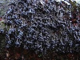 Attēlu rezultāti vaicājumam “Badhamia foliicola”