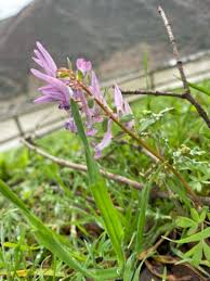 Attēlu rezultāti vaicājumam “Corydalis solida fruit”