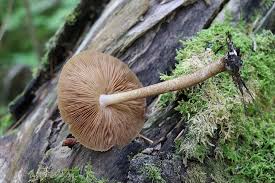 Attēlu rezultāti vaicājumam “Pluteus umbrosus”