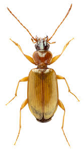 Attēlu rezultāti vaicājumam “Bembidion sp.”