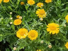 Image result for Chrysanthemum segetum