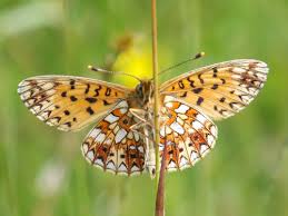 Attēlu rezultāti vaicājumam “Clossiana selene”