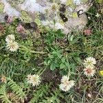 Attēlu rezultāti vaicājumam “Trifolium montanum fruit”