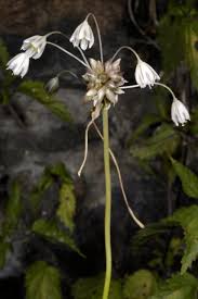 Attēlu rezultāti vaicājumam “Allium oleraceum”