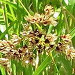 Attēlu rezultāti vaicājumam “Luzula luzuloides fruit”