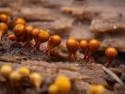 Attēlu rezultāti vaicājumam “Hemitrichia lutescens macro”