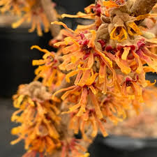 Attēlu rezultāti vaicājumam “Hamamelis vernalis flower”