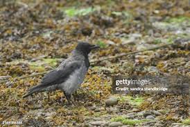 Attēlu rezultāti vaicājumam “Corvus cornix juvenile”