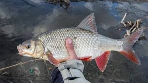 Attēlu rezultāti vaicājumam “Leuciscus idus”