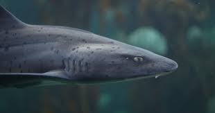 Image result for Acroteriobatus annulatus