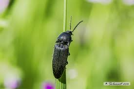Attēlu rezultāti vaicājumam “Actenicerus sjaelandicus”