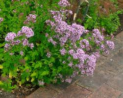 Image result for Origanum vulgare