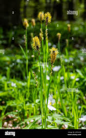 Attēlu rezultāti vaicājumam “Carex appropinquata fruit”