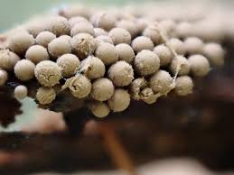 Attēlu rezultāti vaicājumam “Cribraria macrocarpa”