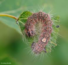 Attēlu rezultāti vaicājumam “Acronicta megacephala”