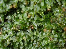 Attēlu rezultāti vaicājumam “Riccardia latifrons”