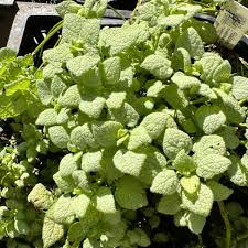 Attēlu rezultāti vaicājumam “Lamium maculatum”