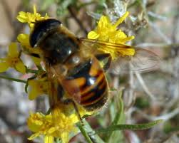 Attēlu rezultāti vaicājumam “Eristalis sp.”