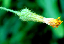 Attēlu rezultāti vaicājumam “Sonchus arvensis subsp. uliginosus bud”