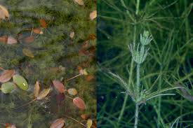 Attēlu rezultāti vaicājumam “Chara hispida”