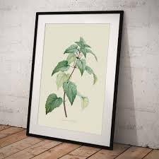 Attēlu rezultāti vaicājumam “Lamium album leaf”