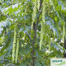 Attēlu rezultāti vaicājumam “Pterocarya fraxinifolia leaf”