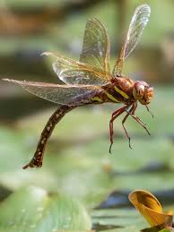 Attēlu rezultāti vaicājumam “Aeshna grandis”