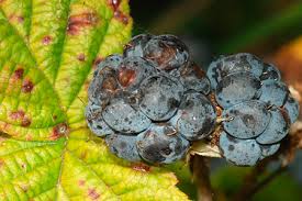 Attēlu rezultāti vaicājumam “Rubus caesius fruit”