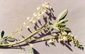Attēlu rezultāti vaicājumam “Melilotus albus flower”