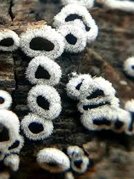 Attēlu rezultāti vaicājumam “Lachnella alboviolascens”