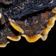 Attēlu rezultāti vaicājumam “Stereum hirsutum”