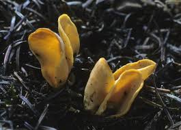 Attēlu rezultāti vaicājumam “Otidea leporina”