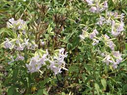 Attēlu rezultāti vaicājumam “Saponaria officinalis”